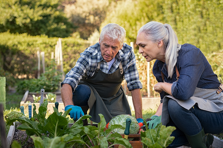 Senior couple tries gardening together